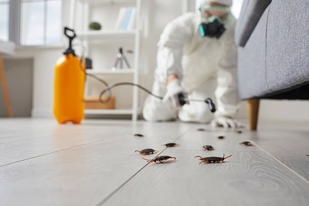 Commercial Rodent Management in Anza